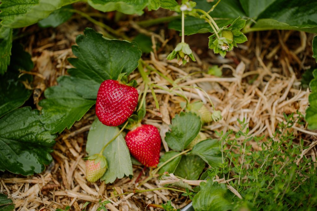 Tips to Grow Strawberries in Alberta - Garden Seeds