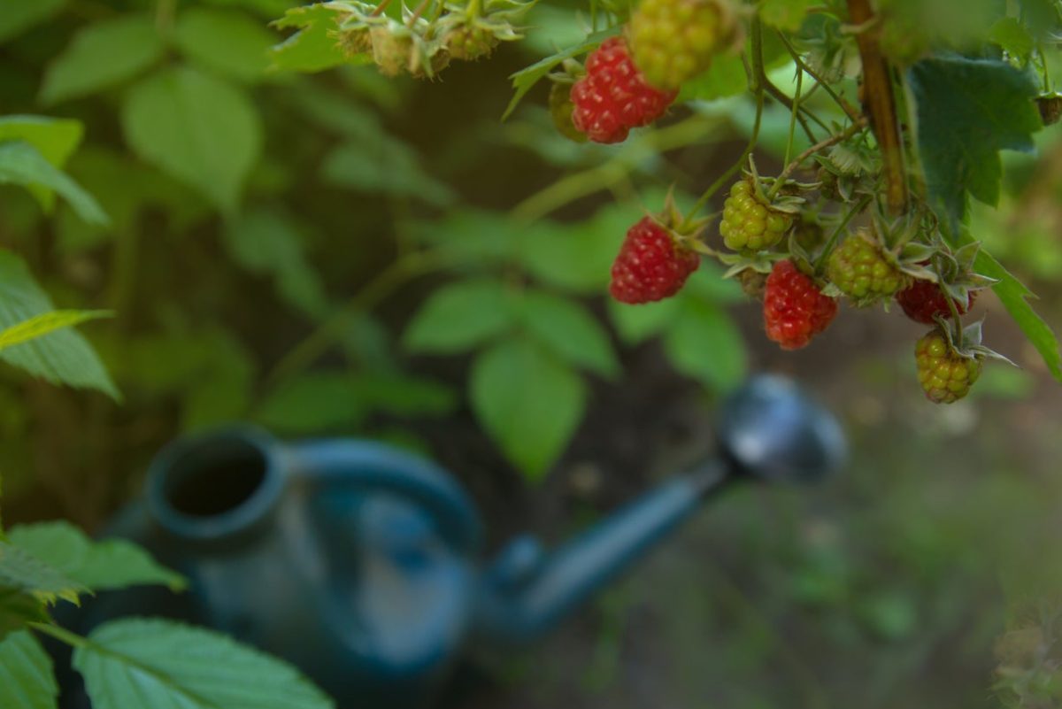 The Best Ways to Grow Raspberries in Alberta Garden Seeds