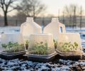 Close-up of recycled milk jugs and clear clamshell containers used for winter sowing on a snow-dusted garden bed, with condensation on the plastic and small green seedlings inside, lit by late-winter sun, blurred bare trees and fence in background.