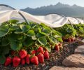 Ripe red strawberries growing in a Colorado garden patch with row cover hoops visible nearby for frost protection.